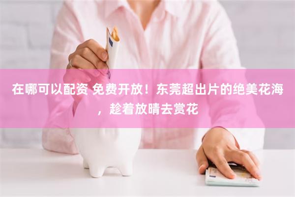 在哪可以配资 免费开放！东莞超出片的绝美花海，趁着放晴去赏花