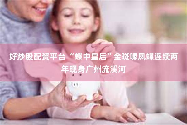 好炒股配资平台 “蝶中皇后”金斑喙凤蝶连续两年现身广州流溪河