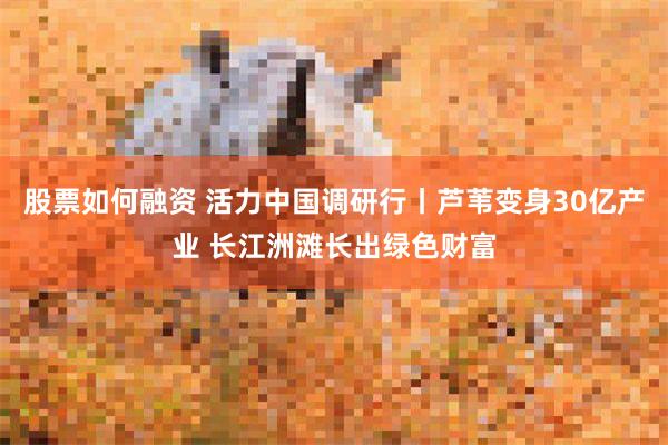 股票如何融资 活力中国调研行丨芦苇变身30亿产业 长江洲滩长出绿色财富